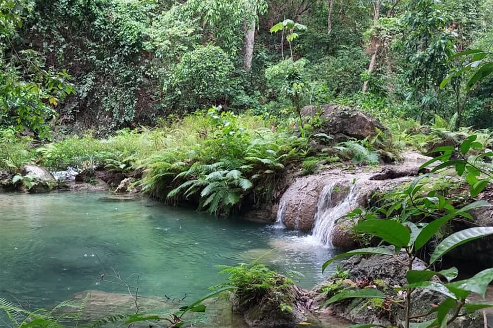 A serene natural scene featuring a crystal-clear pond and a small waterfall surrounded by lush greenery.