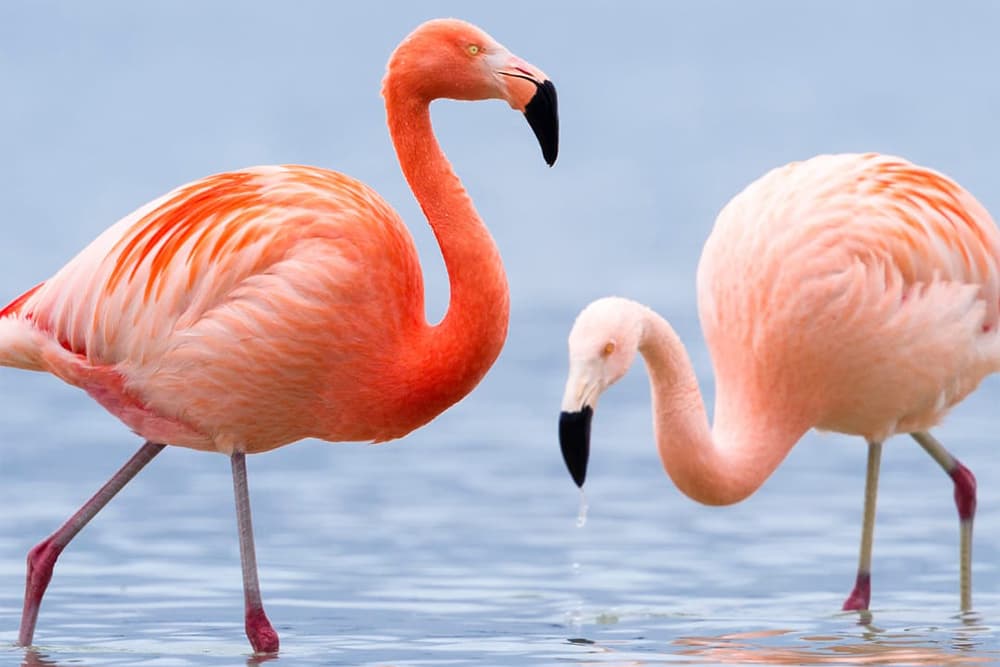 Two pink flamingos wade in shallow water.