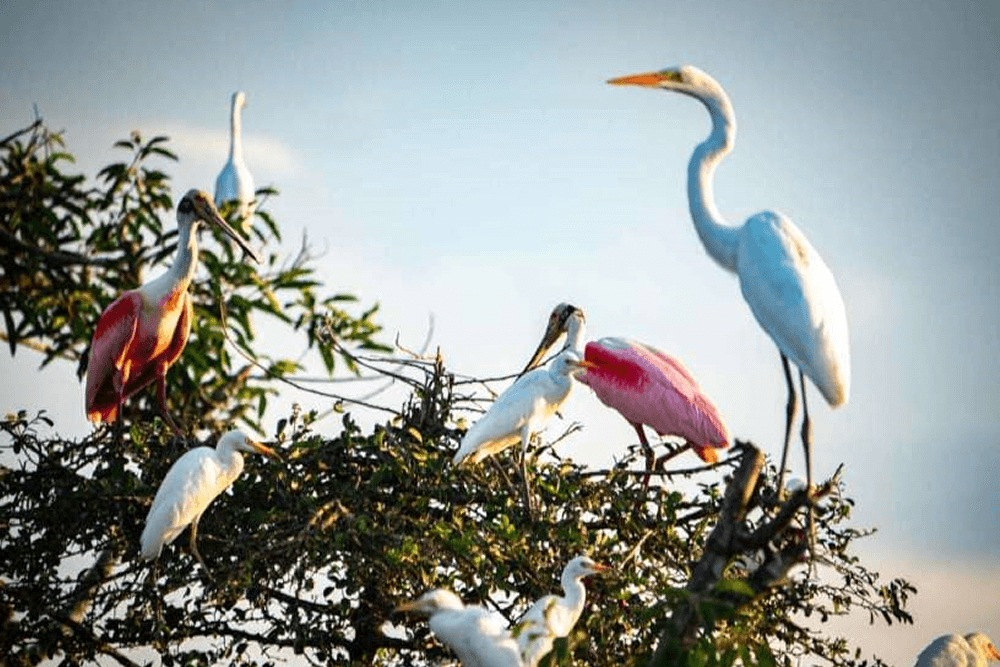 A group of colorful wading birds perched on branches against a bright sky.