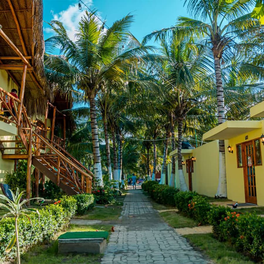 A sunny pathway lined with palm trees and vibrant green bushes leads to yellow buildings in a tropical setting.