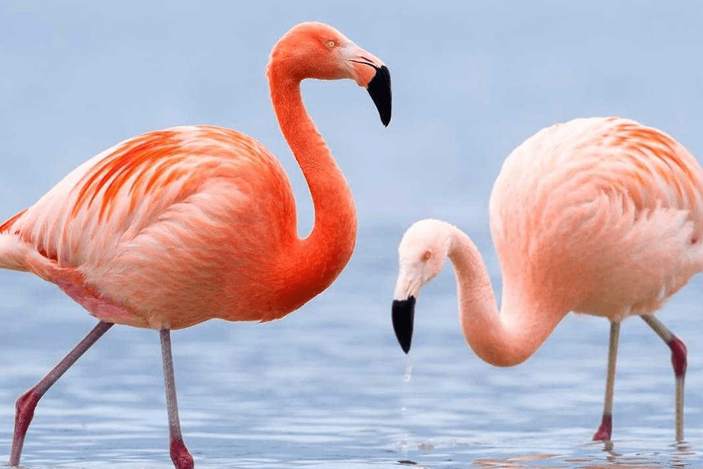 Two pink flamingos wade through shallow water.