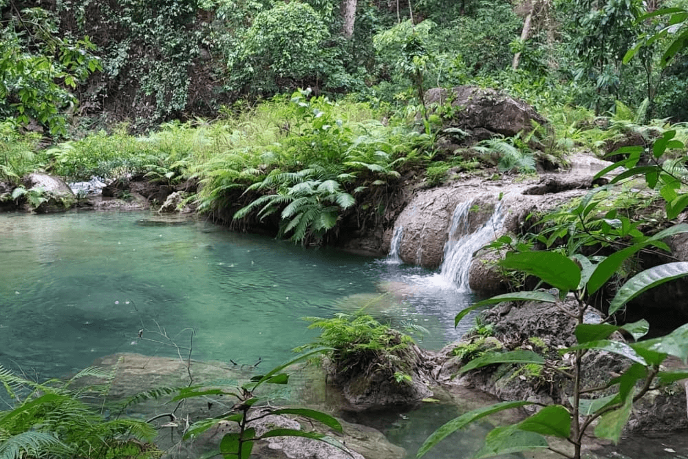 A serene pool with a small waterfall surrounded by lush greenery.
