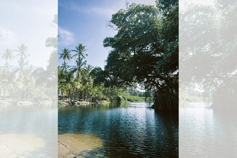 Lush tropical scenery with palm trees by a calm river under a blue sky.